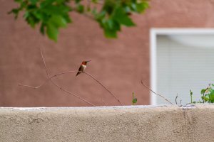 20200805HummingBirds035.jpg